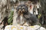 LHASSA APSO 002